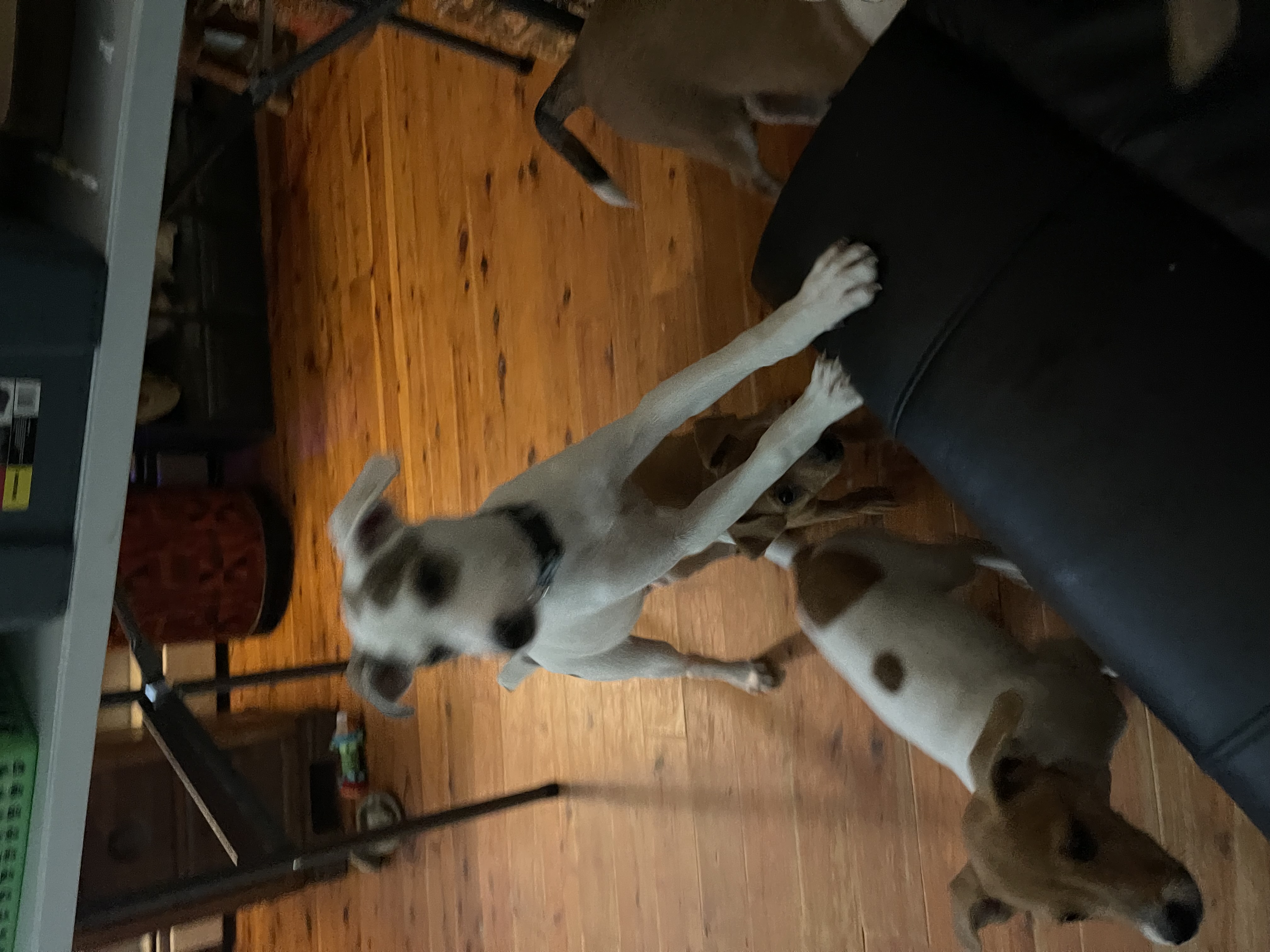 Enlarge Rico, a Adopted mixed breed image 2/6