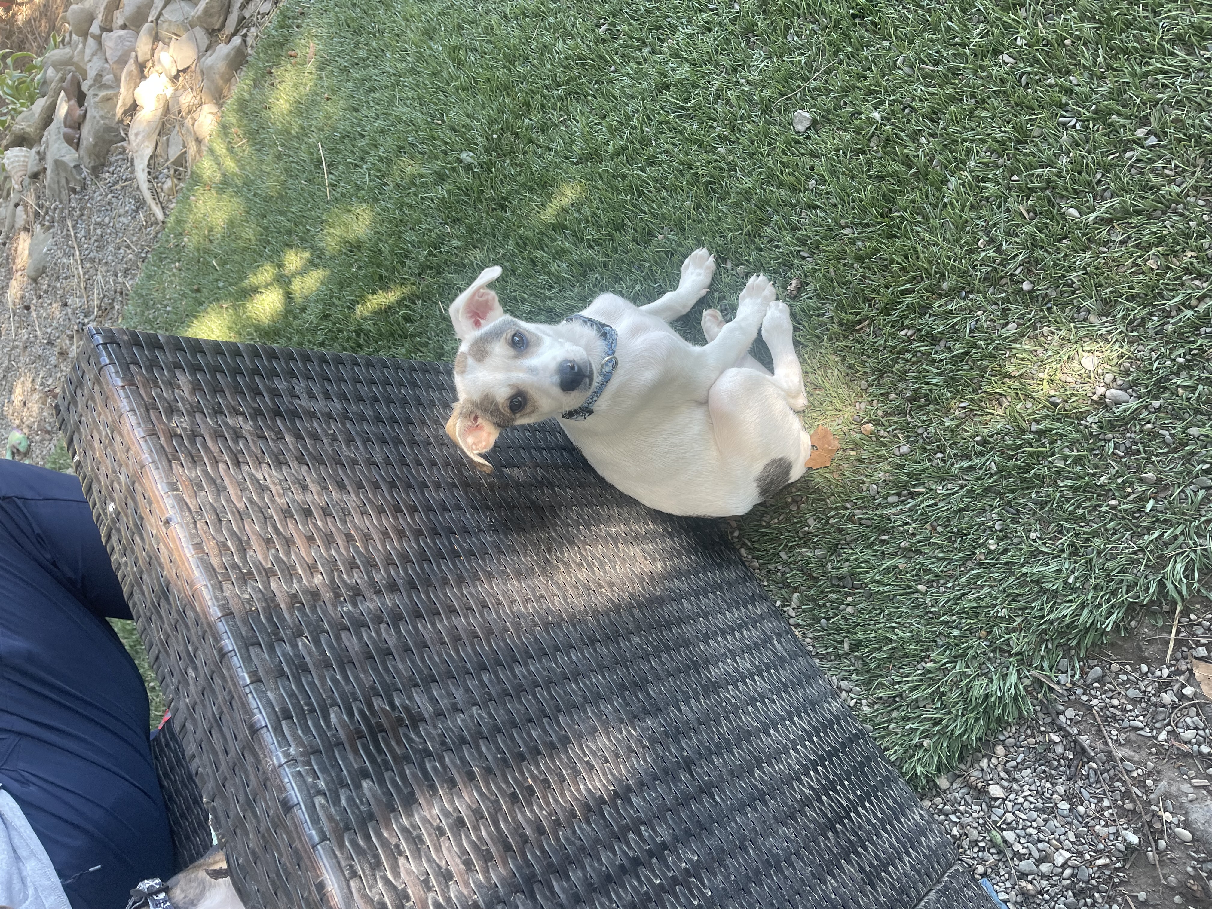 Rico, Adopted, Puppy Male Jack Russell Terrier & Chihuahua.