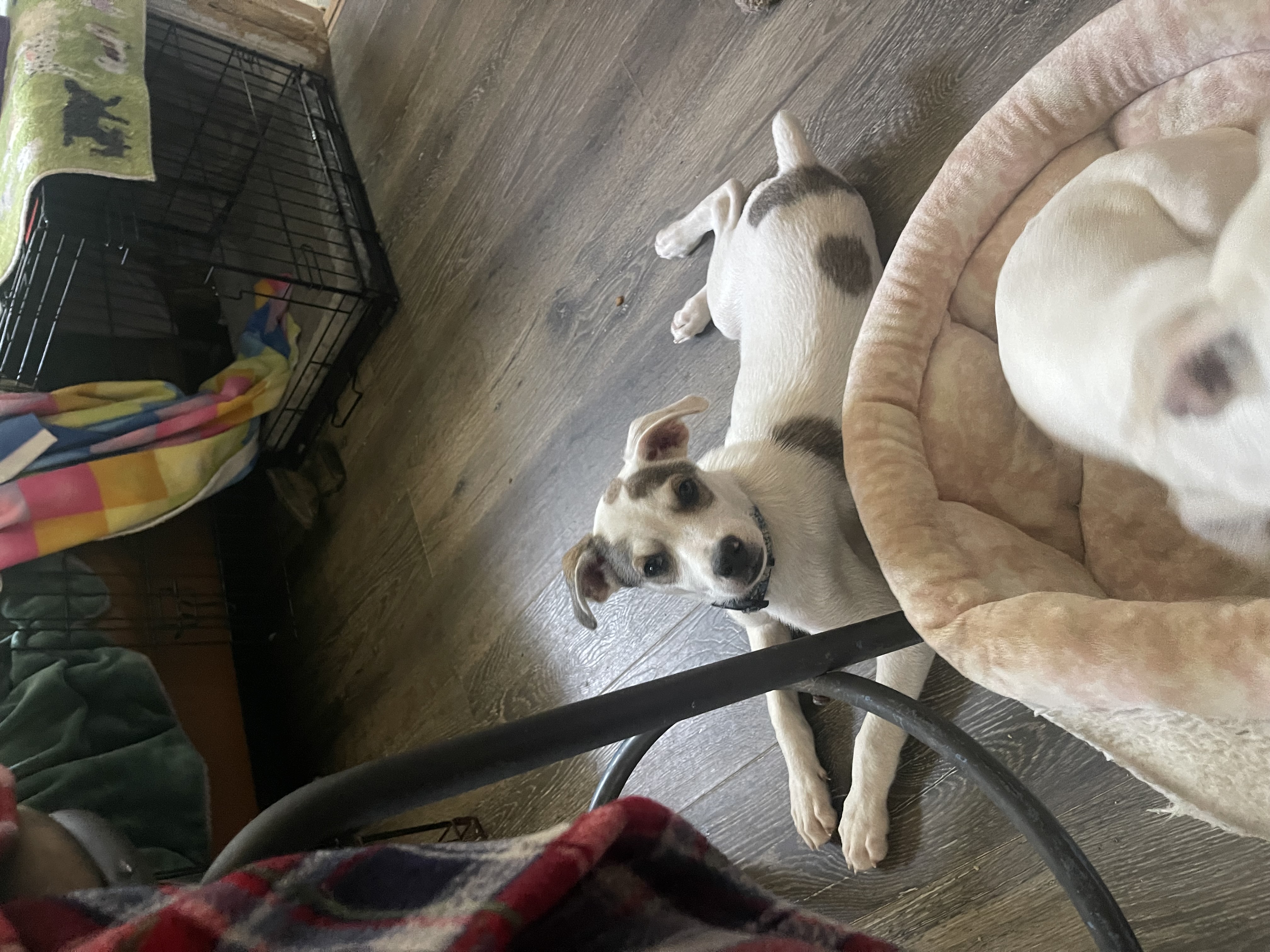 Enlarge Rico, a Adopted mixed breed image 3/6