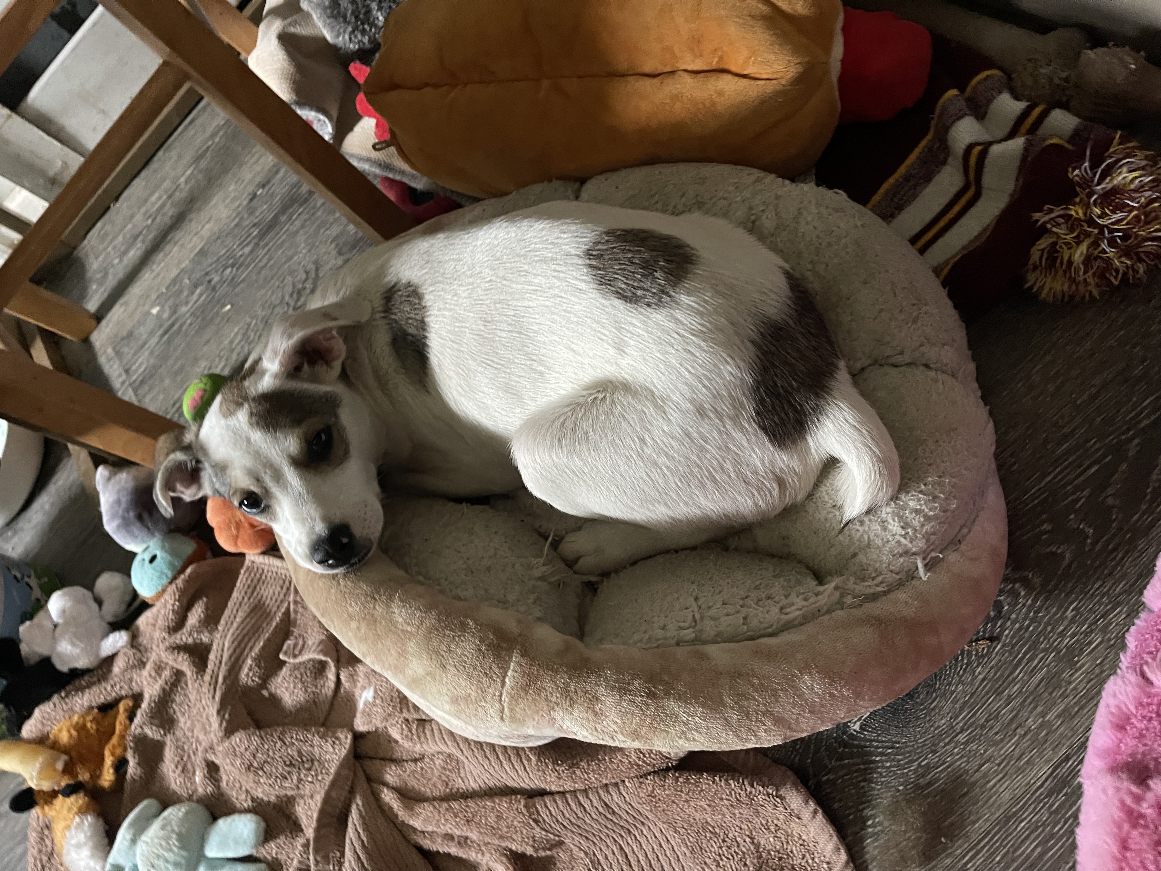 Enlarge Rico, a Adopted mixed breed image 4/6