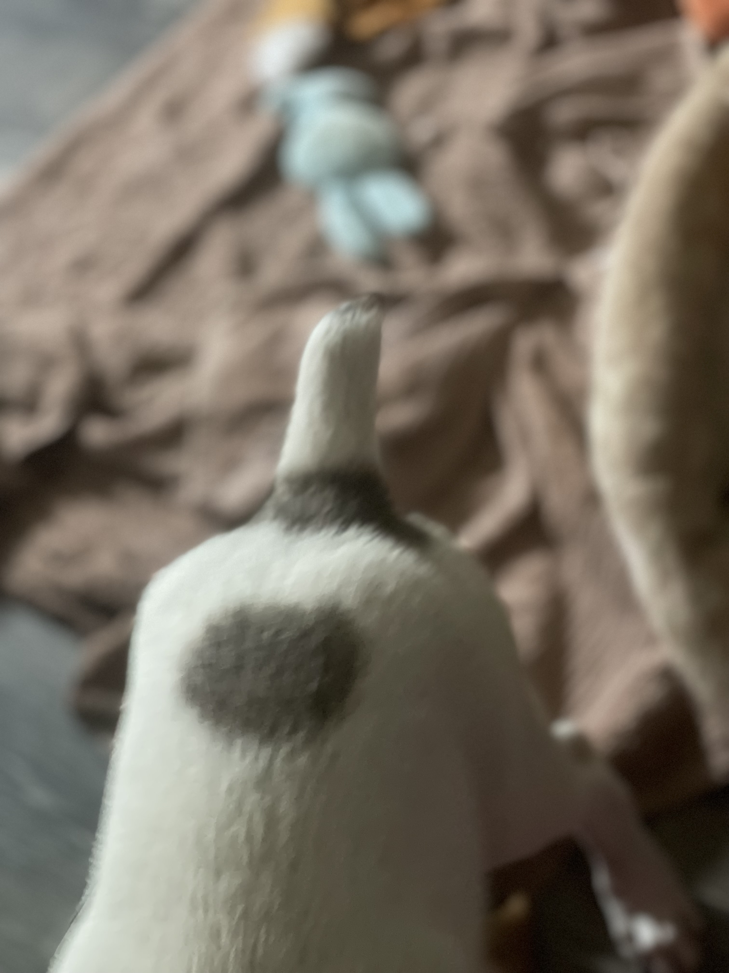 Enlarge Rico, a Adopted mixed breed image 5/6