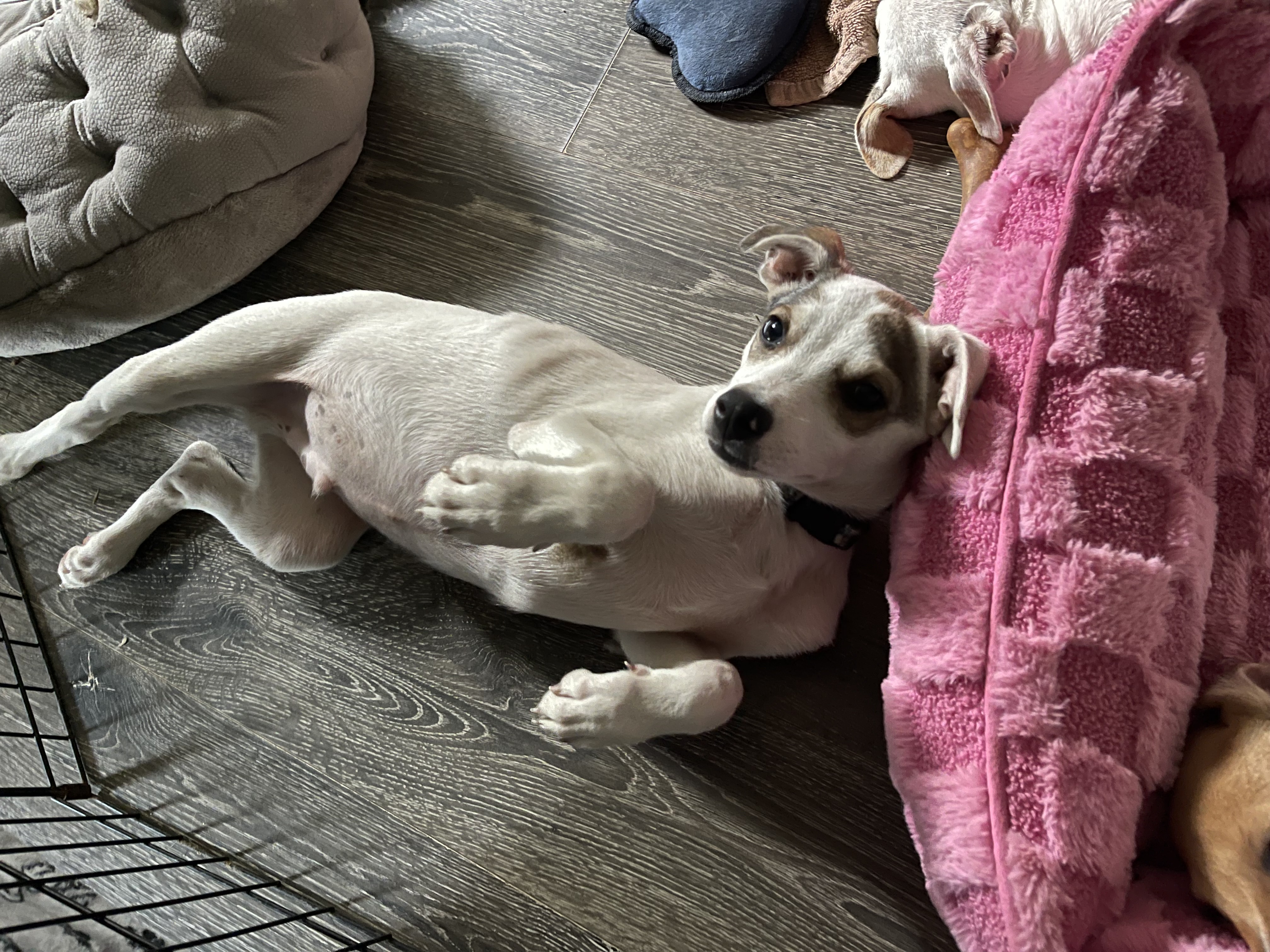 Enlarge Rico, a Adopted mixed breed image 6/6