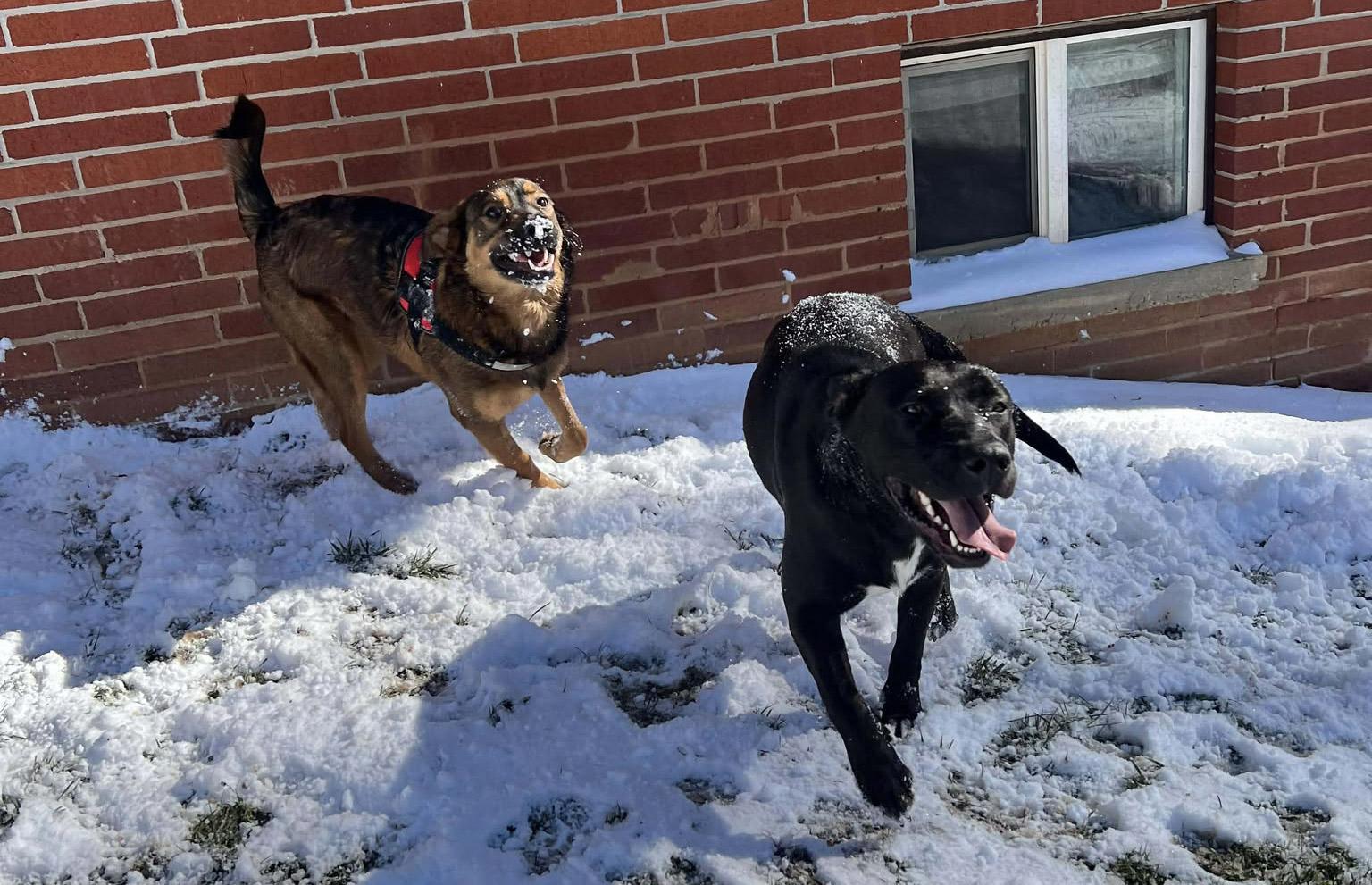 Hot Diggety Dog, Adoptable, Adult Male Labrador Retriever.