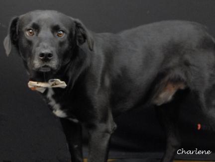 Enlarge Hot Diggety Dog, a Adoptable mixed breed in Newland, NC image 3/4