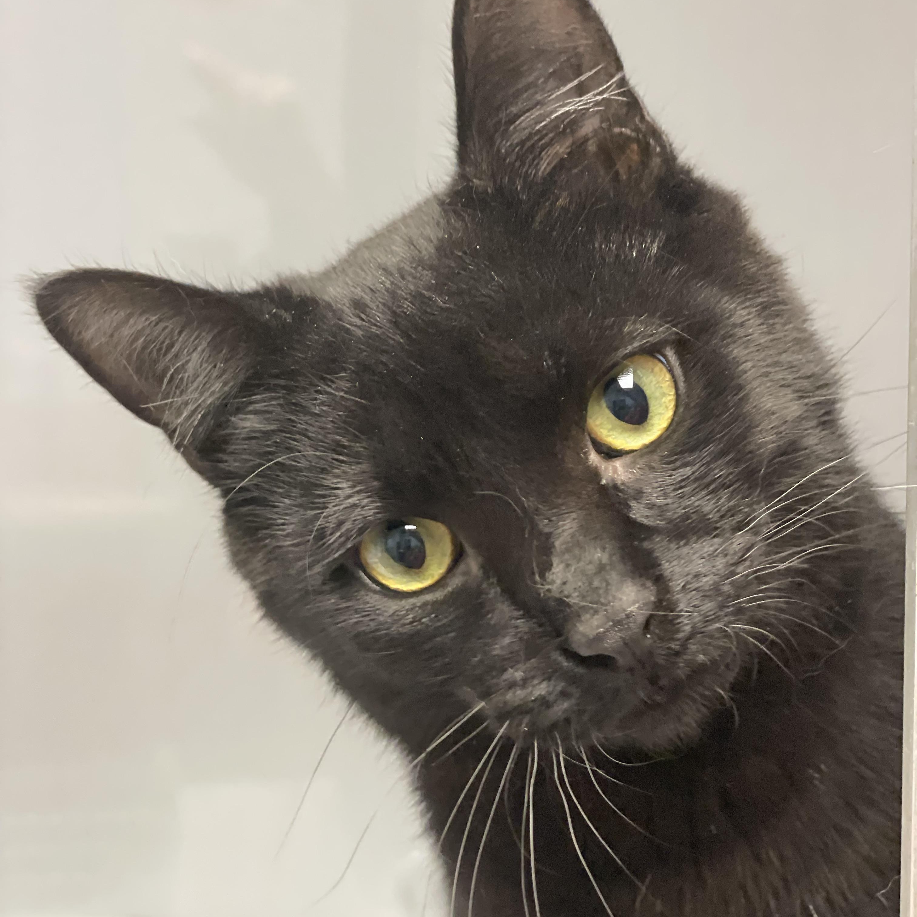 Enlarge Spanky, an adopted Domestic Short Hair in Colonia, NJ image 1/5