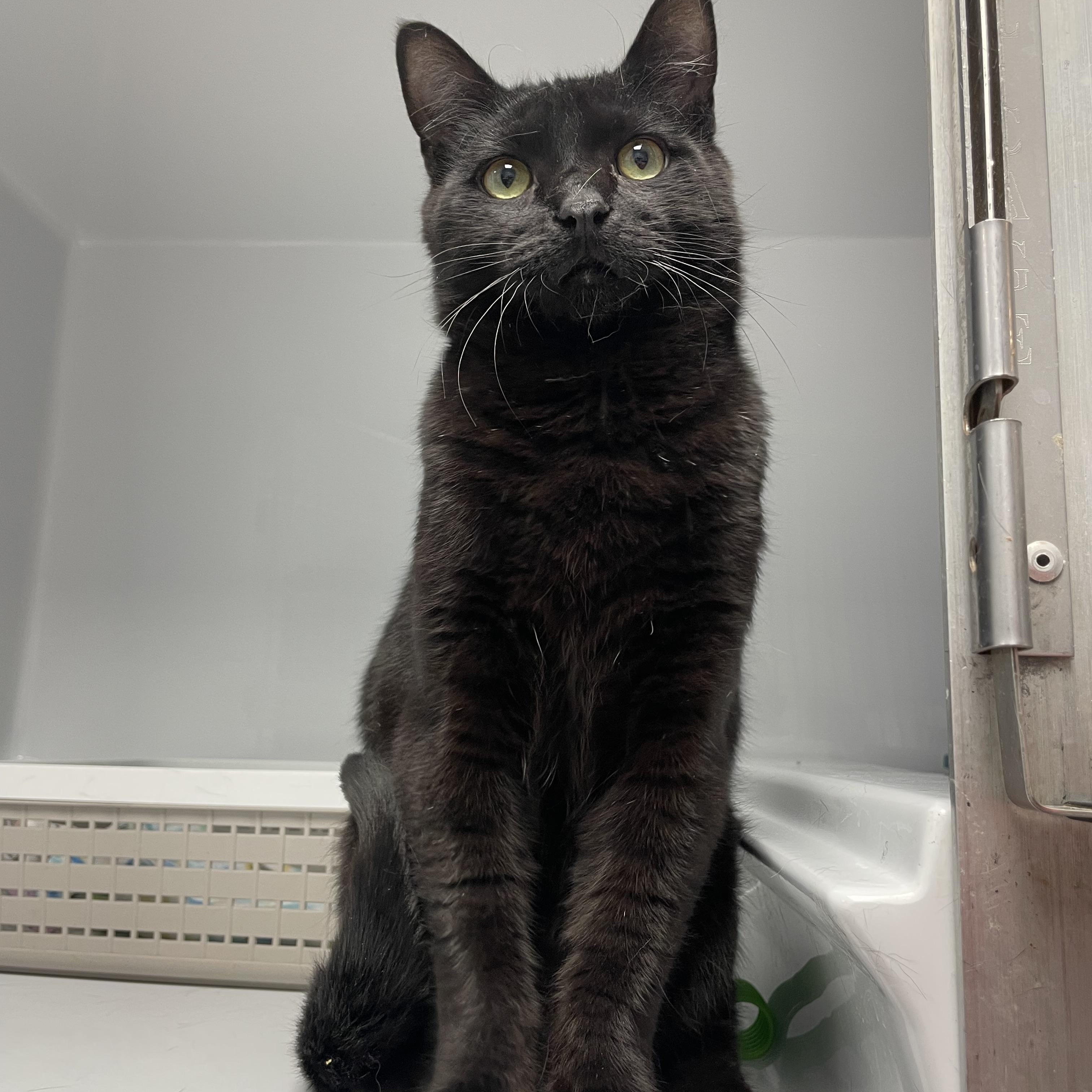 Enlarge Spanky, an adopted Domestic Short Hair in Colonia, NJ image 5/5