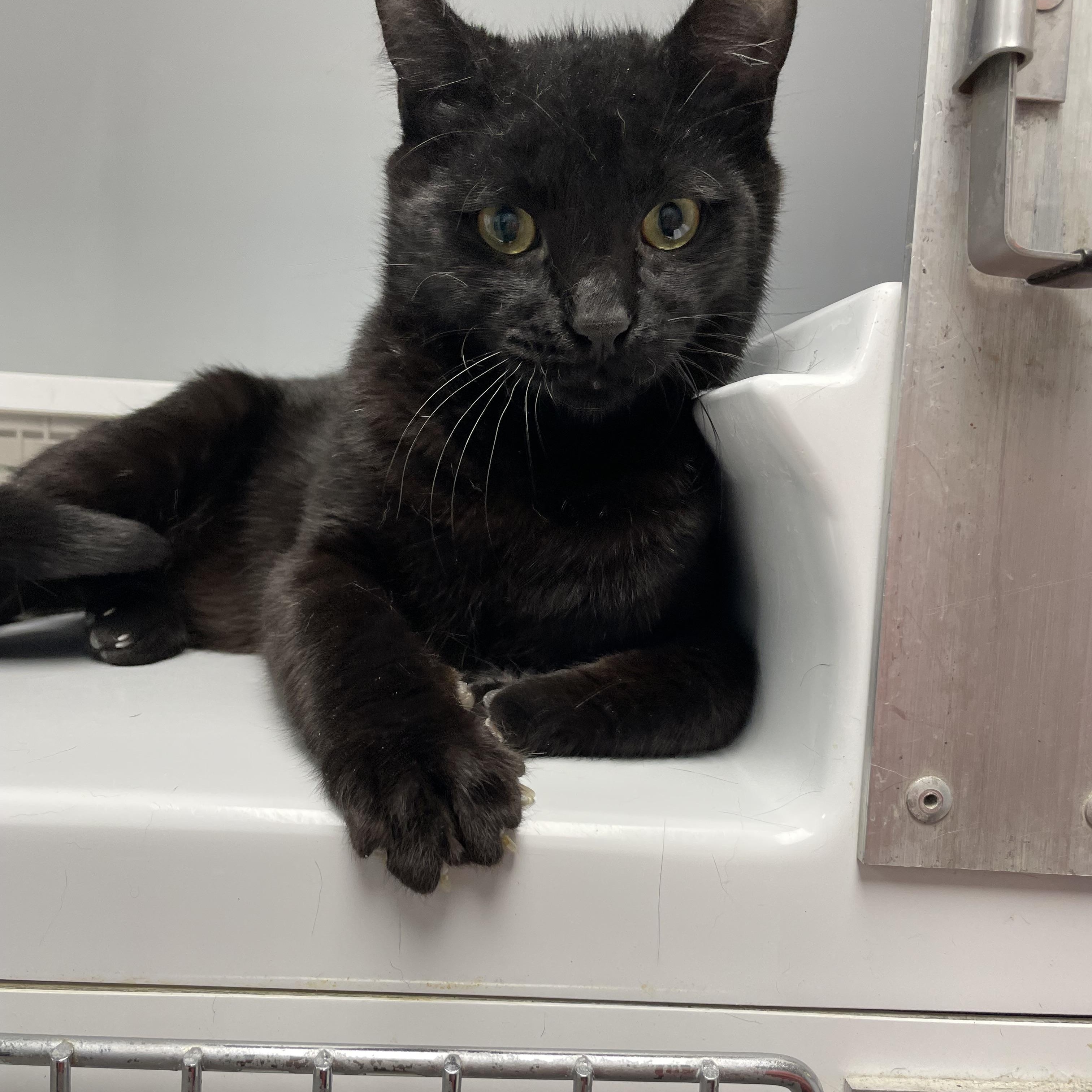 Enlarge Spanky, an adopted Domestic Short Hair in Colonia, NJ image 4/5