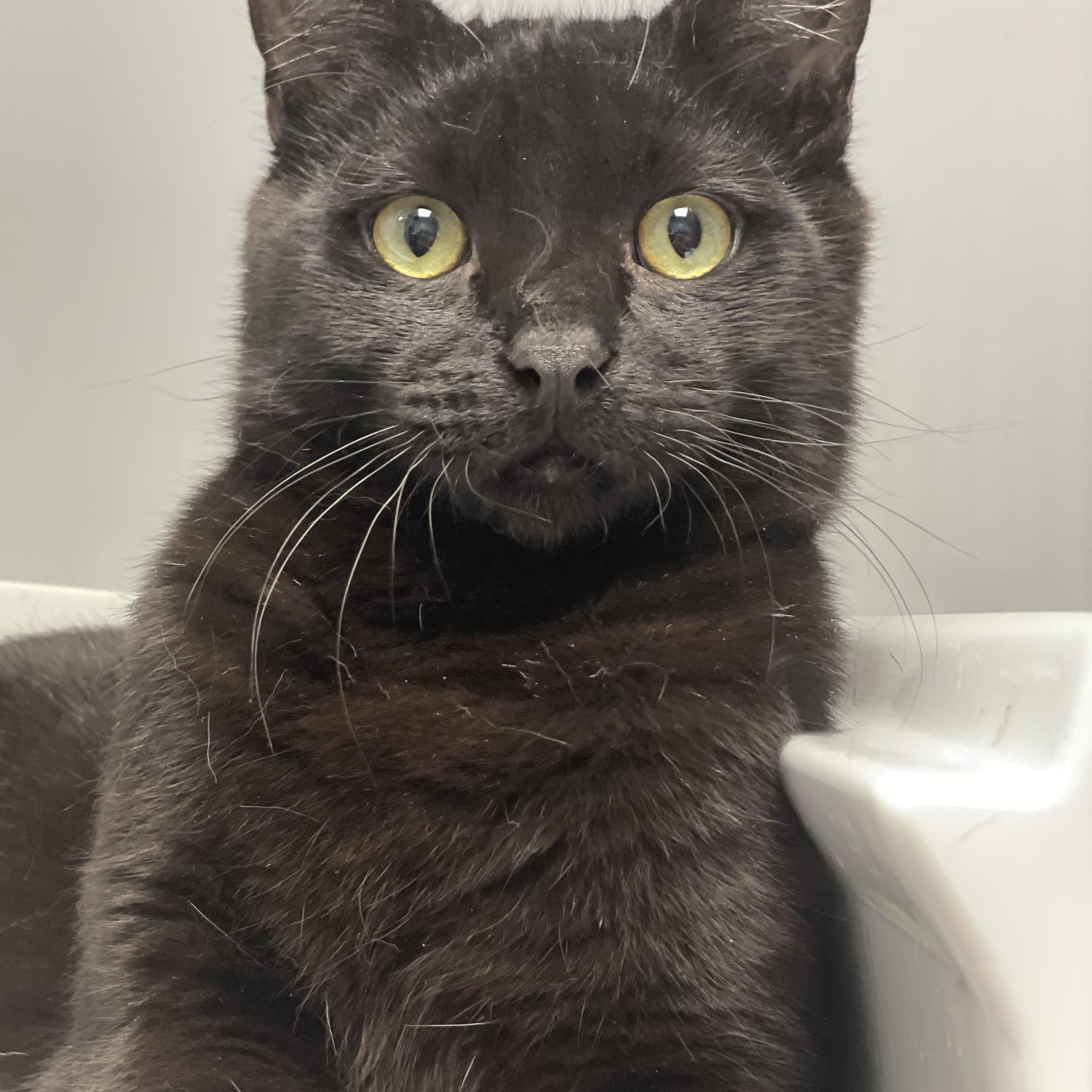 Enlarge Spanky, an adopted Domestic Short Hair in Colonia, NJ image 3/5