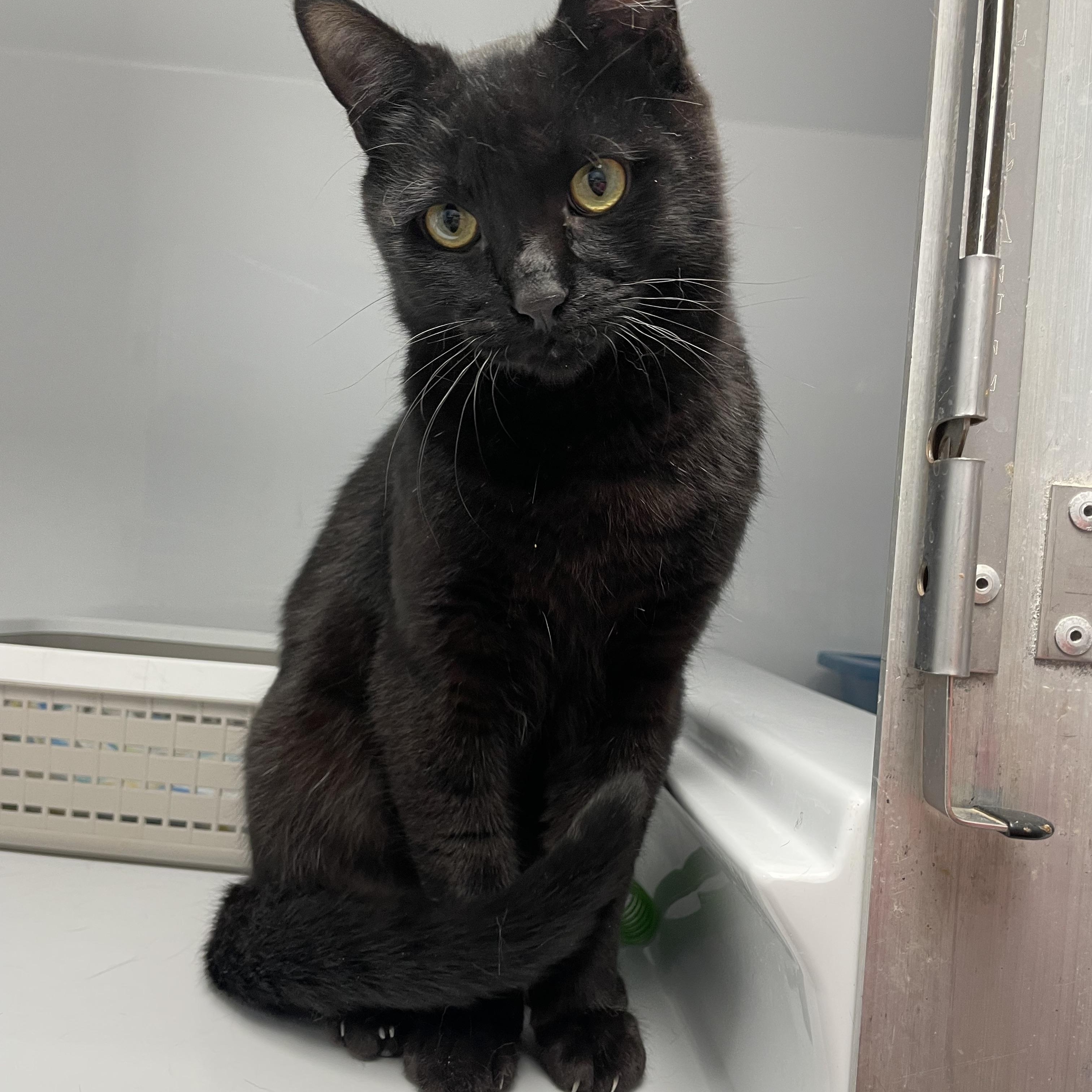 Enlarge Spanky, an adopted Domestic Short Hair in Colonia, NJ image 2/5