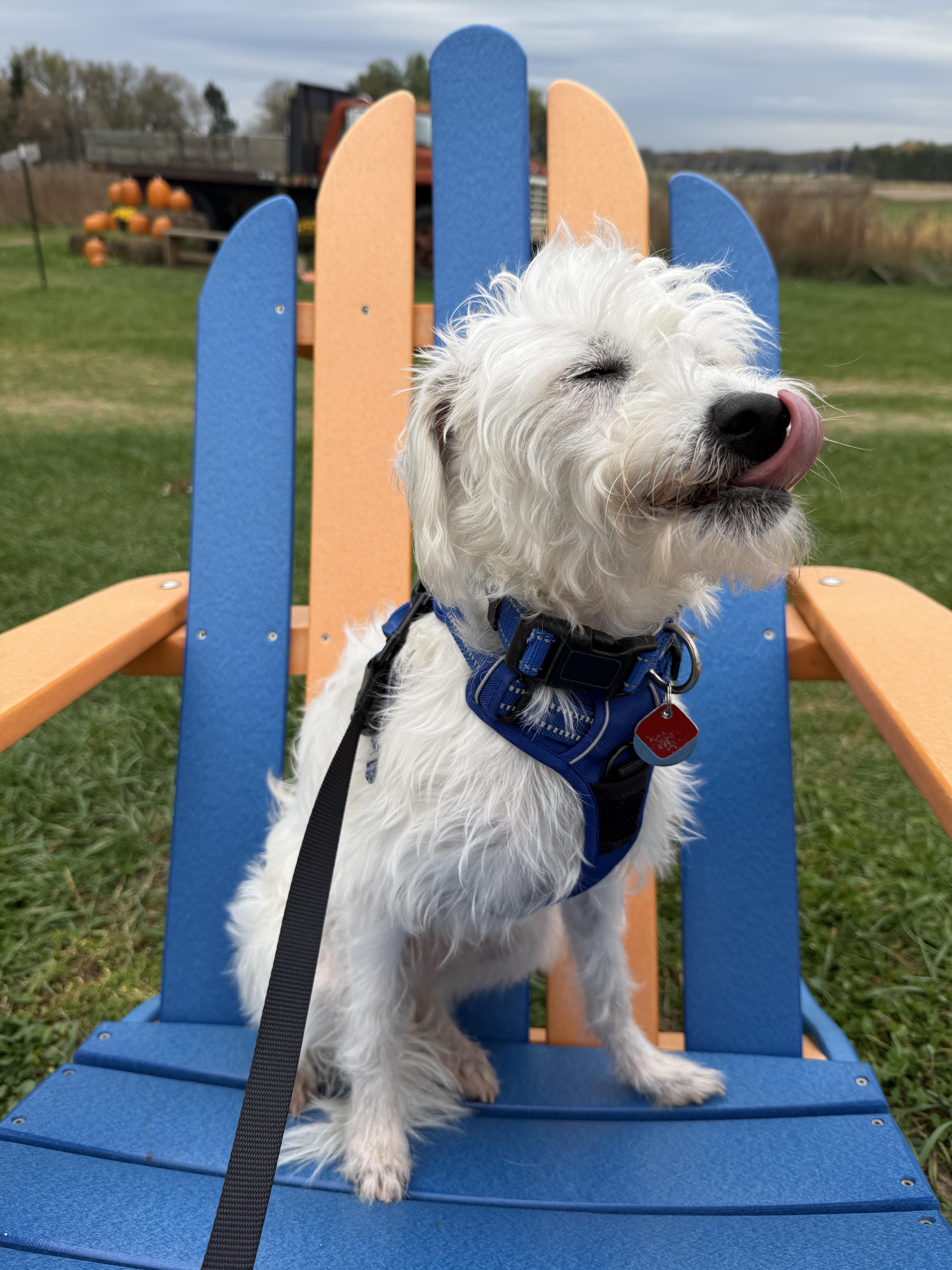 Enlarge Sprinkles, a Adoptable mixed breed in Wautoma, WI image 3/4