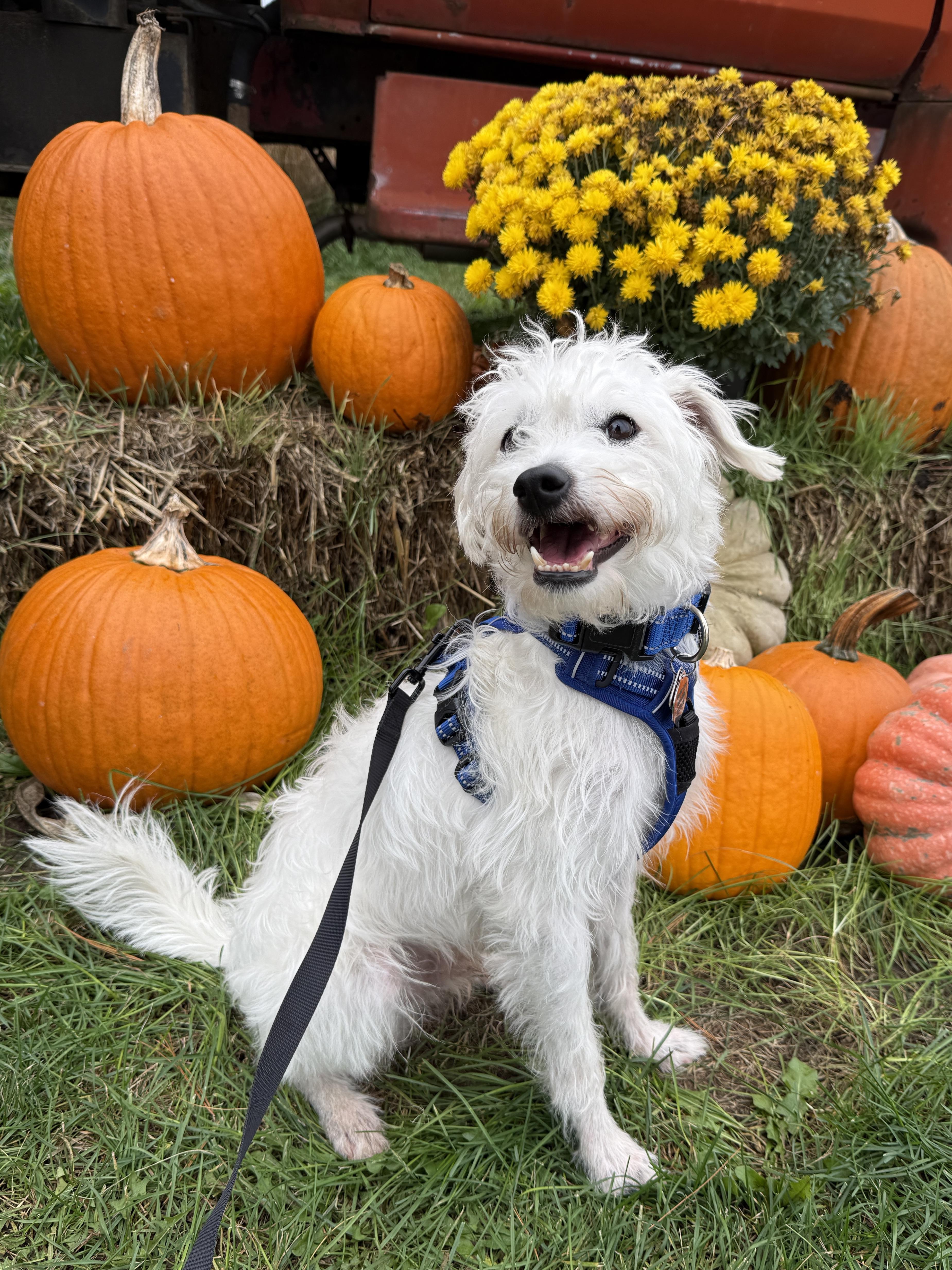 Sprinkles, Adoptable, Adult Male Mixed Breed.