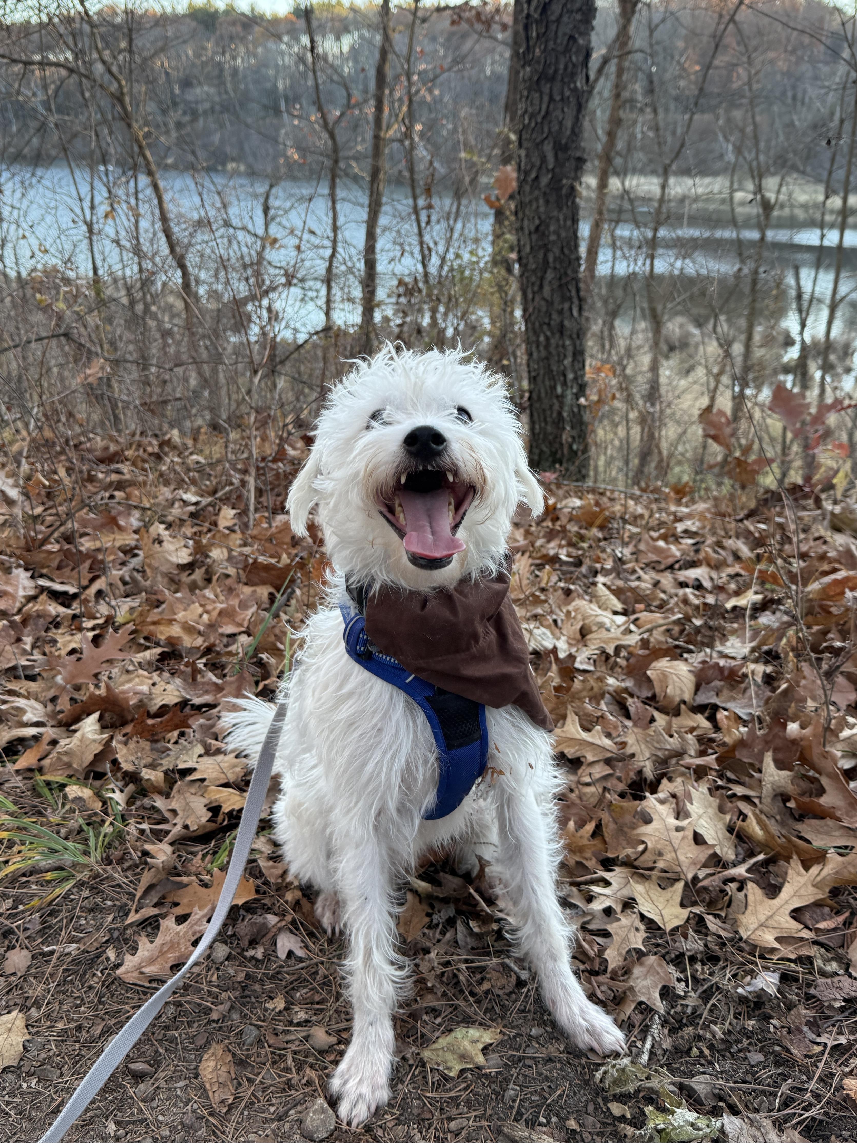 Enlarge Sprinkles, a Adoptable mixed breed in Wautoma, WI image 4/4