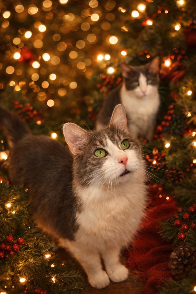 Enlarge Kiki, a Adoptable Domestic Medium Hair in Jefferson Hills, PA image 1/2