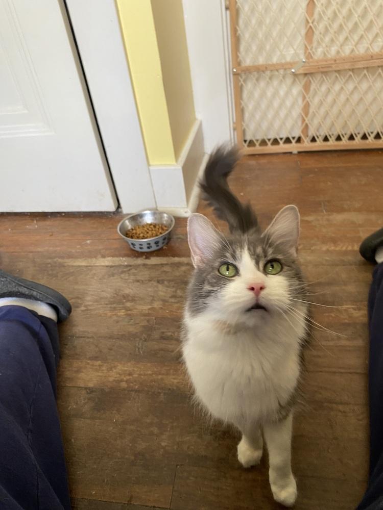 Enlarge Kiki, a Adoptable Domestic Medium Hair in Jefferson Hills, PA image 2/2