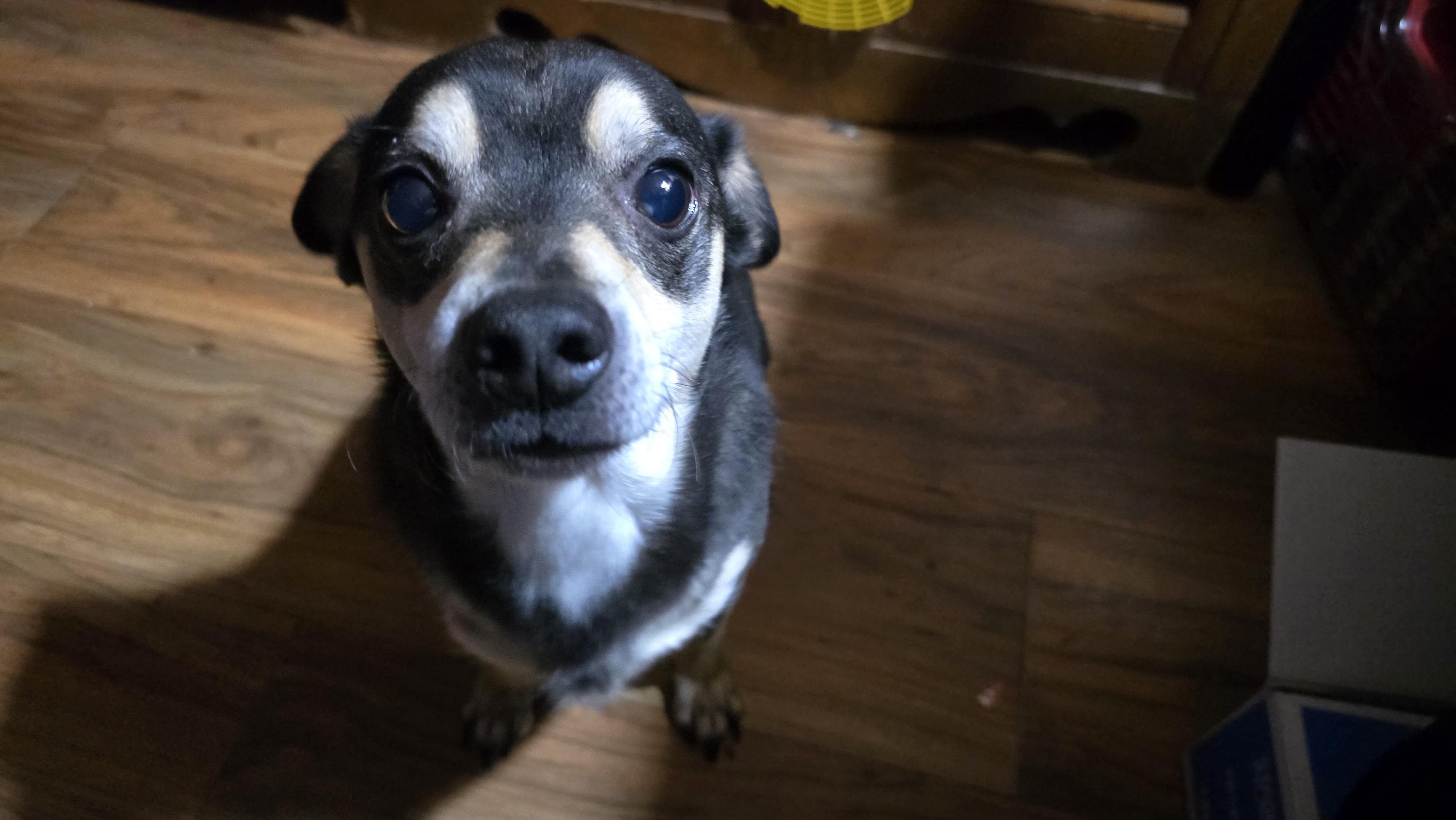 Barkley, Adoptable, Adult Male Chihuahua.