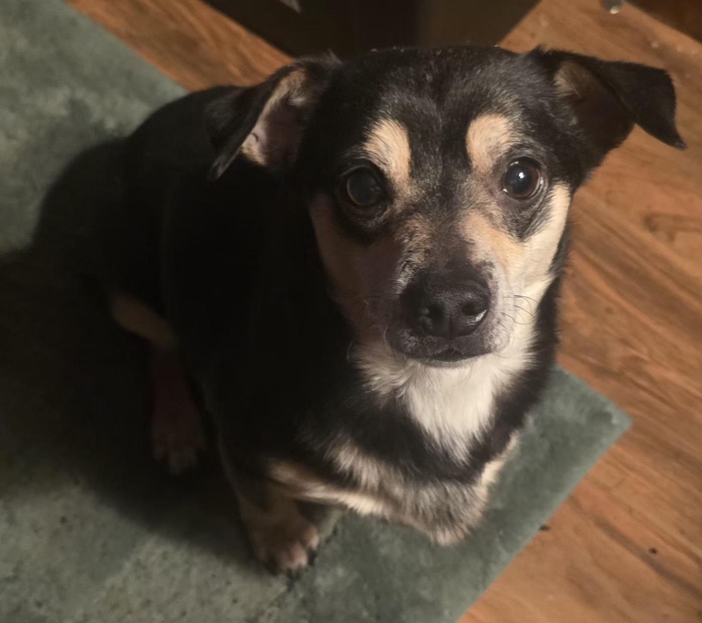 Enlarge Barkley, a Adoptable mixed breed in Winlock, WA image 3/4