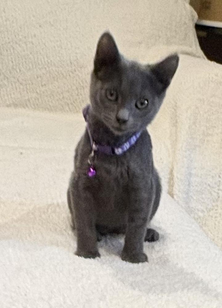 Enlarge Krackle, a Adoptable Domestic Short Hair in Plymouth, MN image 1/6
