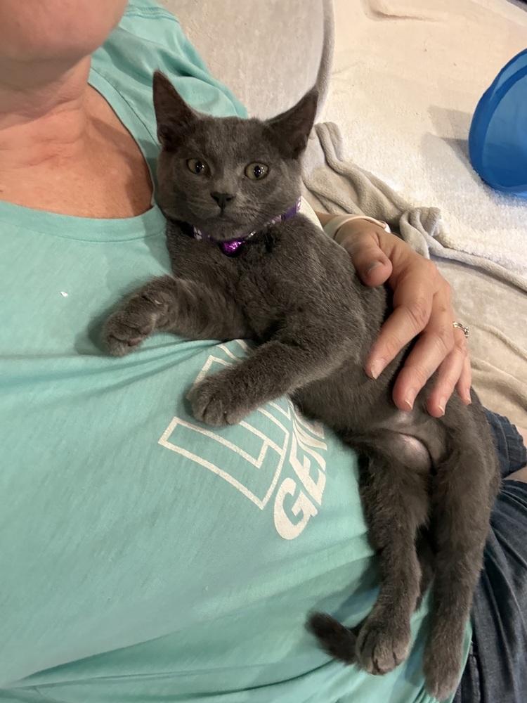 Enlarge Krackle, a Adoptable Domestic Short Hair in Plymouth, MN image 2/6