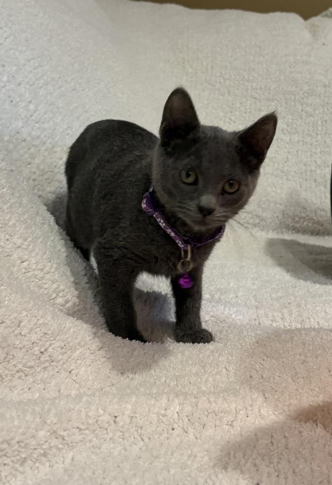 Enlarge Krackle, a Adoptable Domestic Short Hair in Plymouth, MN image 3/6