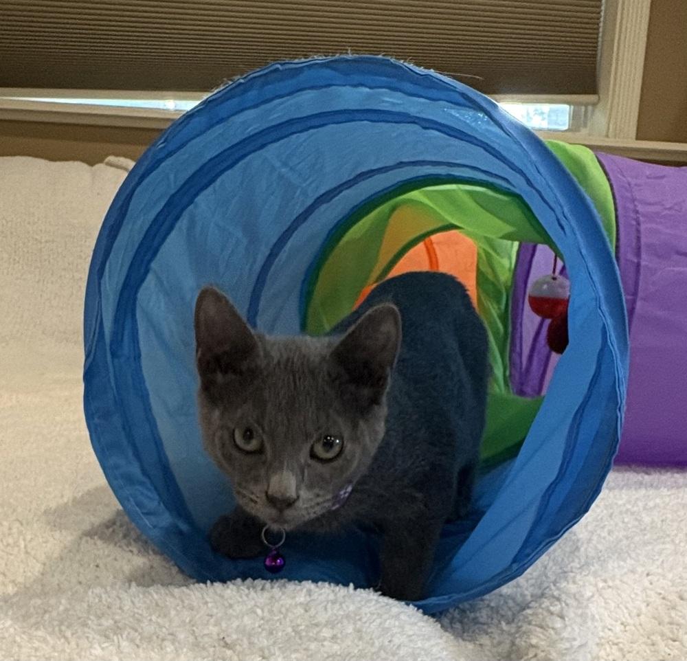 Enlarge Krackle, a Adoptable Domestic Short Hair in Plymouth, MN image 4/6