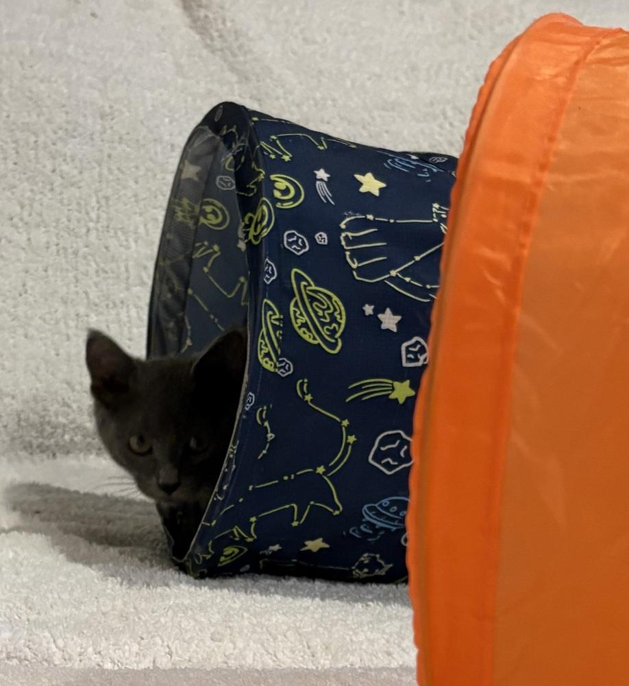 Enlarge Krackle, a Adoptable Domestic Short Hair in Plymouth, MN image 5/6
