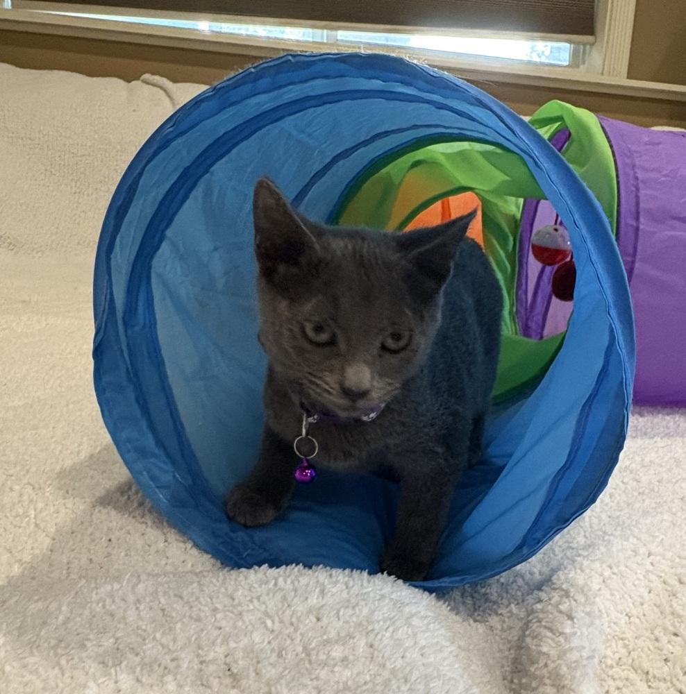 Enlarge Krackle, a Adoptable Domestic Short Hair in Plymouth, MN image 6/6