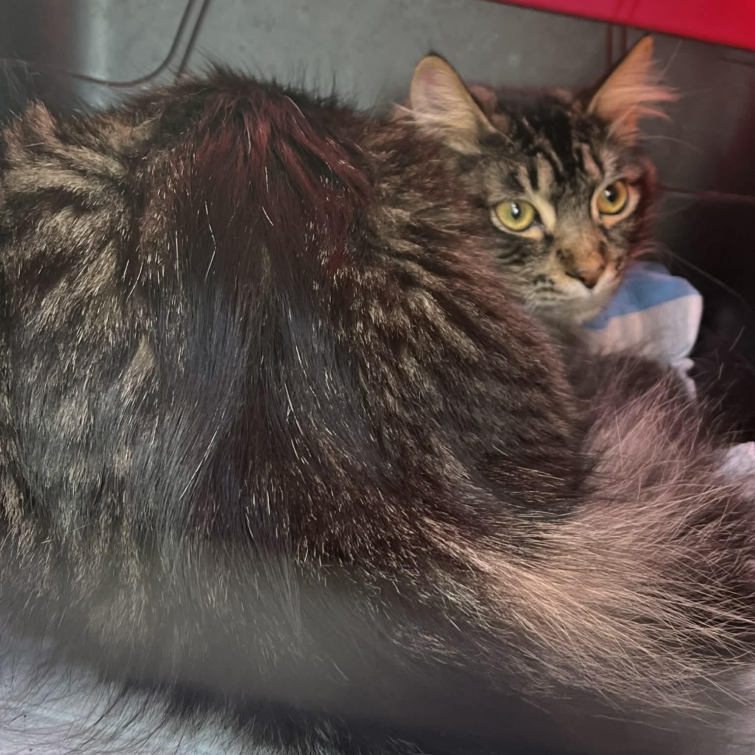 Enlarge Taters, a ADOPTABLE mixed breed in Antioch, CA image 2/2