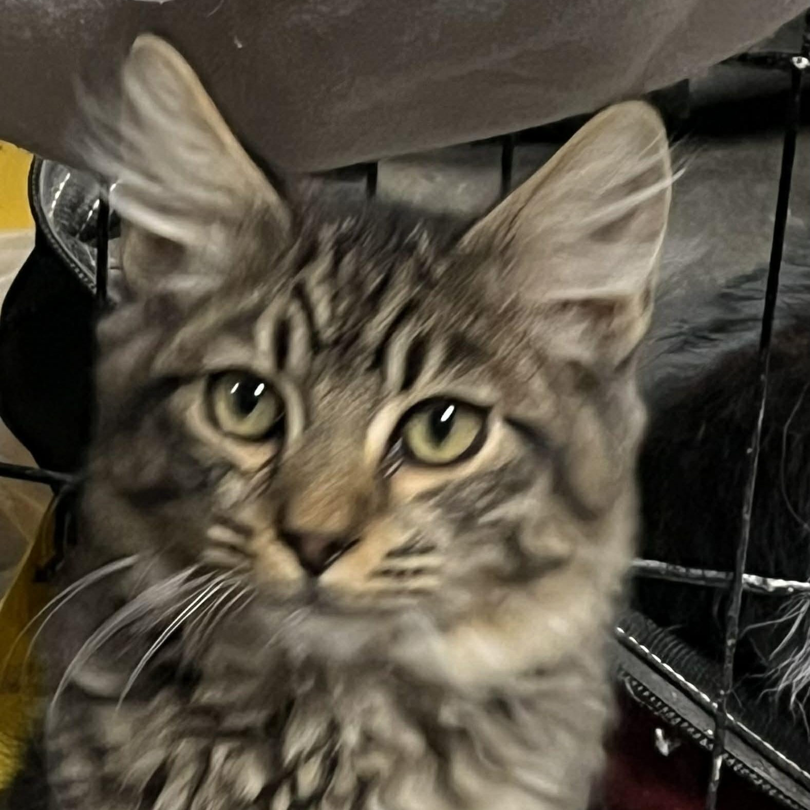 Taters, ADOPTABLE, Kitten Male Domestic Medium Hair & Tabby.