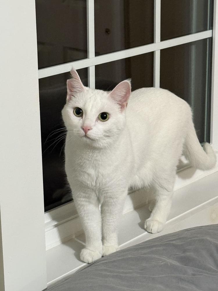 Aspen, Adoptable, Adult Female Turkish Angora & Domestic Short Hair.