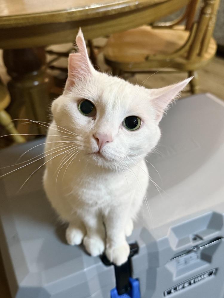 Enlarge Aspen, a Adoptable mixed breed in Plumerville, AR image 2/6