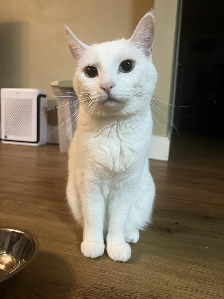 Enlarge Aspen, a Adoptable mixed breed in Plumerville, AR image 3/6