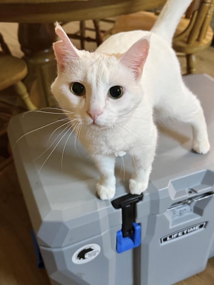 Enlarge Aspen, a Adoptable mixed breed in Plumerville, AR image 4/6