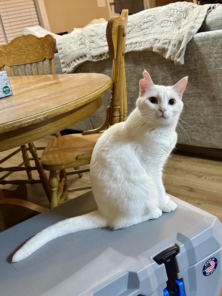 Enlarge Aspen, a Adoptable mixed breed in Plumerville, AR image 5/6