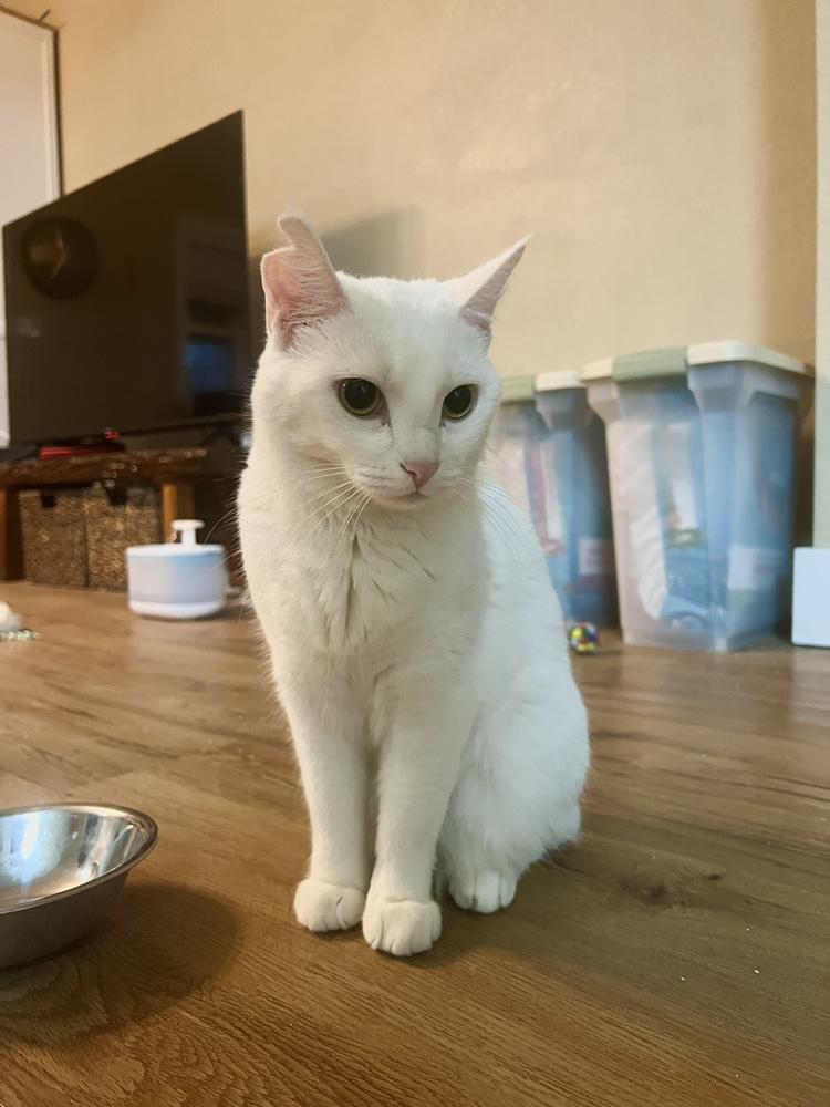 Enlarge Aspen, a Adoptable mixed breed in Plumerville, AR image 6/6