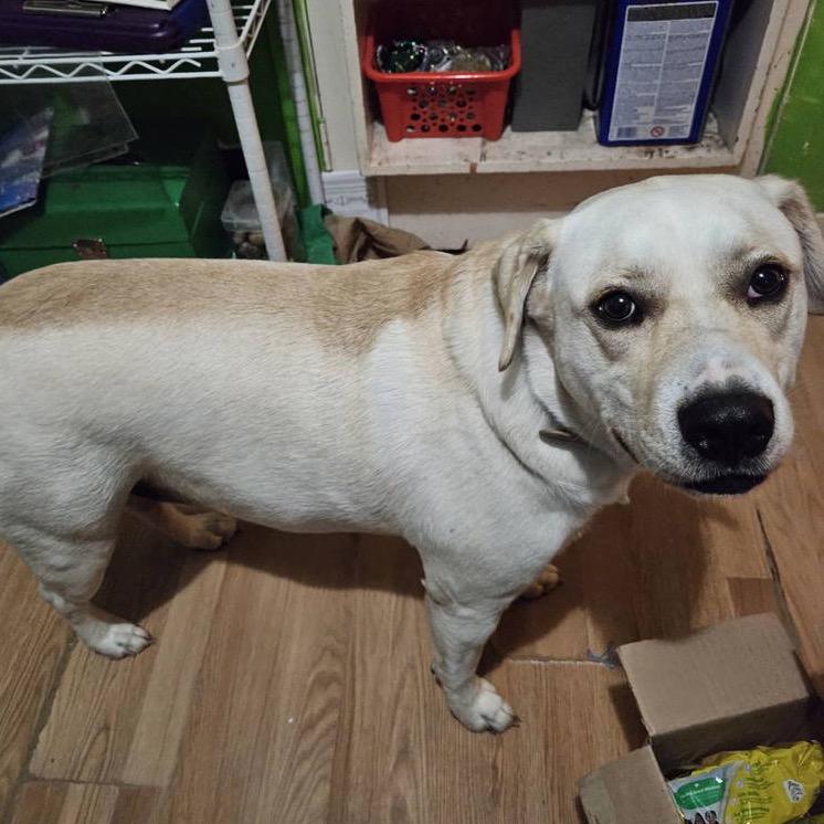 Sawyer, Adoptable, Adult Male Pit Bull Terrier.