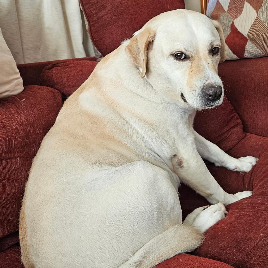 Sawyer, a Adoptable Pit Bull Terrier in Gulfport, MS image 3/3