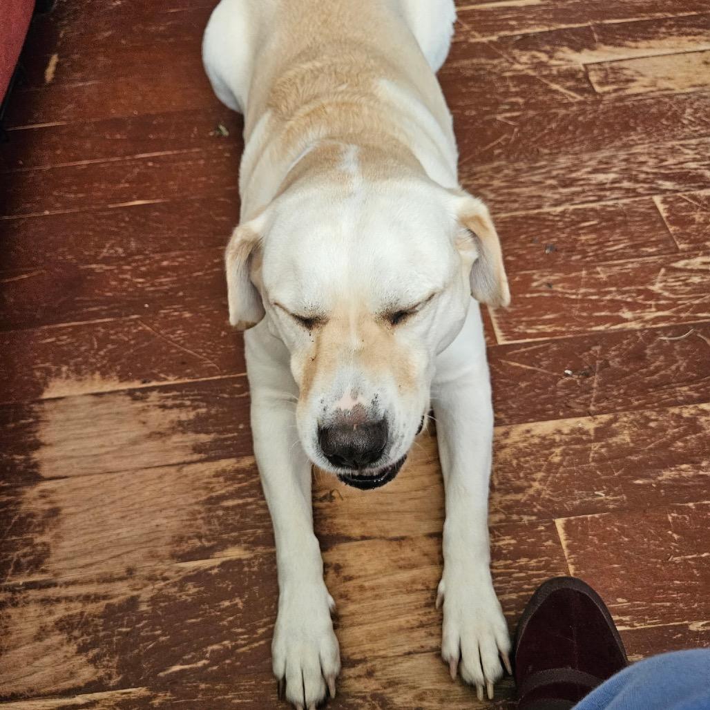 Enlarge Sawyer, a Adoptable Pit Bull Terrier in Gulfport, MS image 4/4