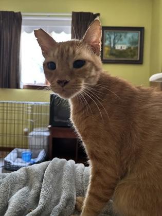 Red, a Adoptable Domestic Short Hair in Morton Grove, IL image 1/2