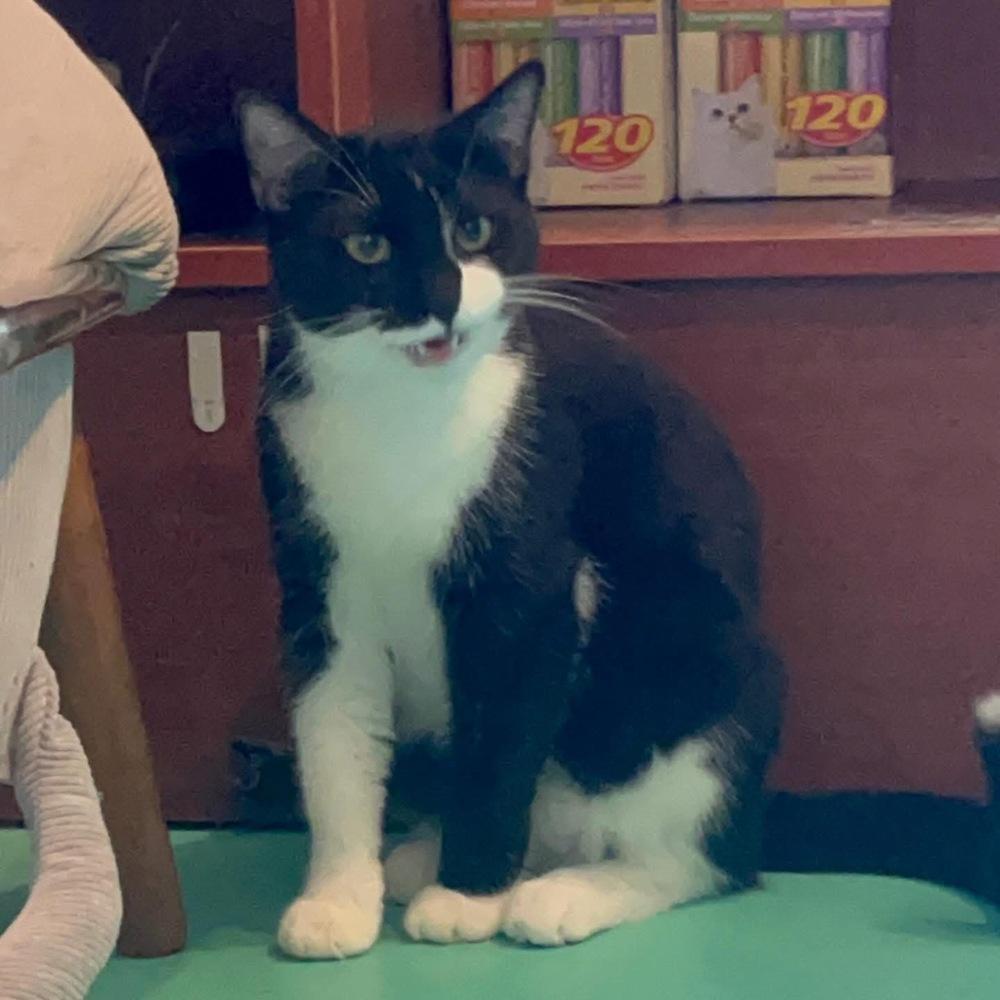 Stretch, a Adoptable mixed breed in Lafayette, CO image 2/2