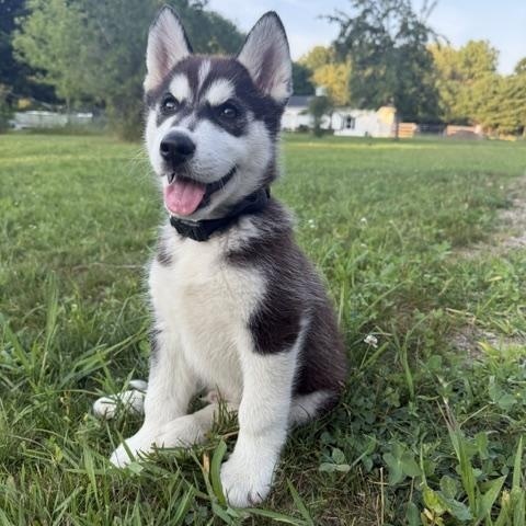 Cosmo, an adopted Husky in Detroit, MI image 2/2