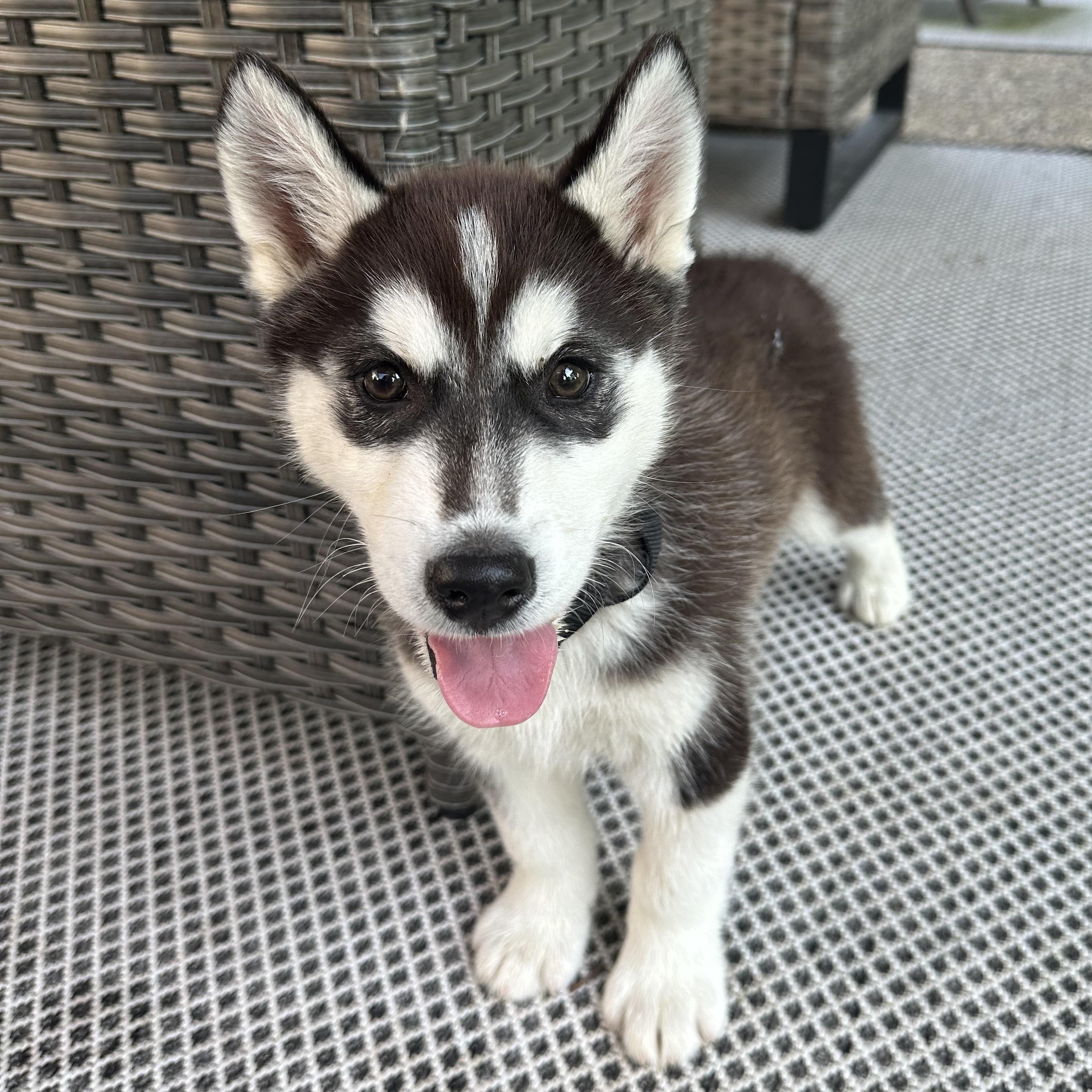 Cosmo, adopted, Young Male Husky.