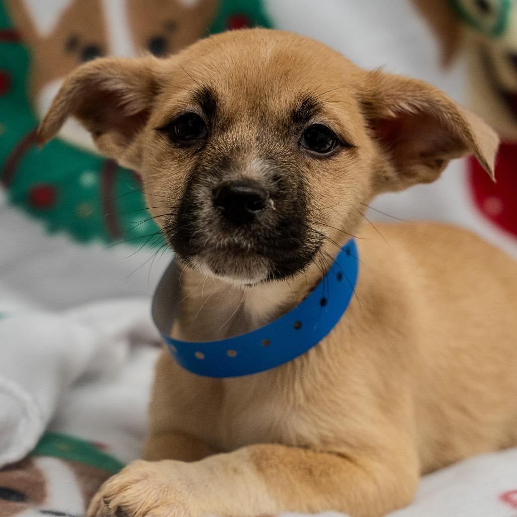 Porter, Adoptable, Puppy Male Cardigan Welsh Corgi & Mixed Breed.