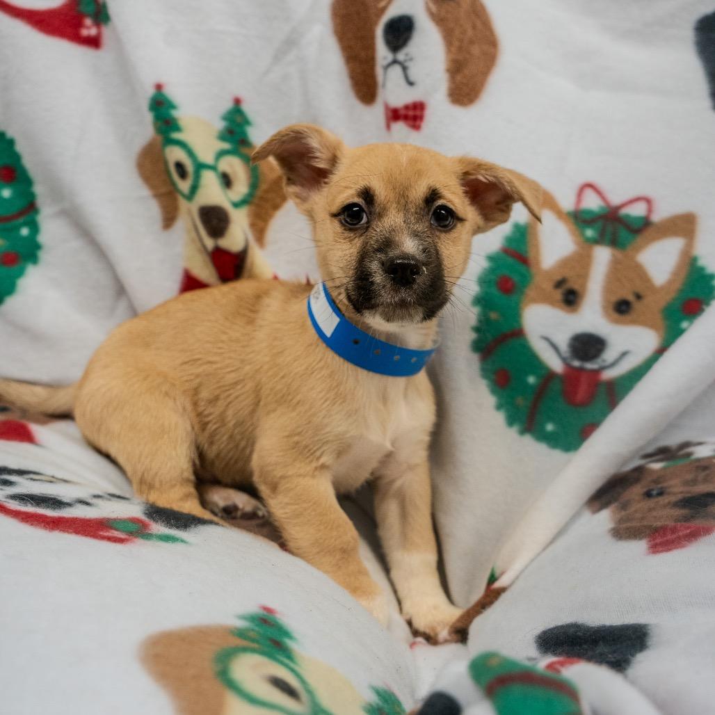 Enlarge Porter, a Adoptable mixed breed in Pawling, NY image 2/5