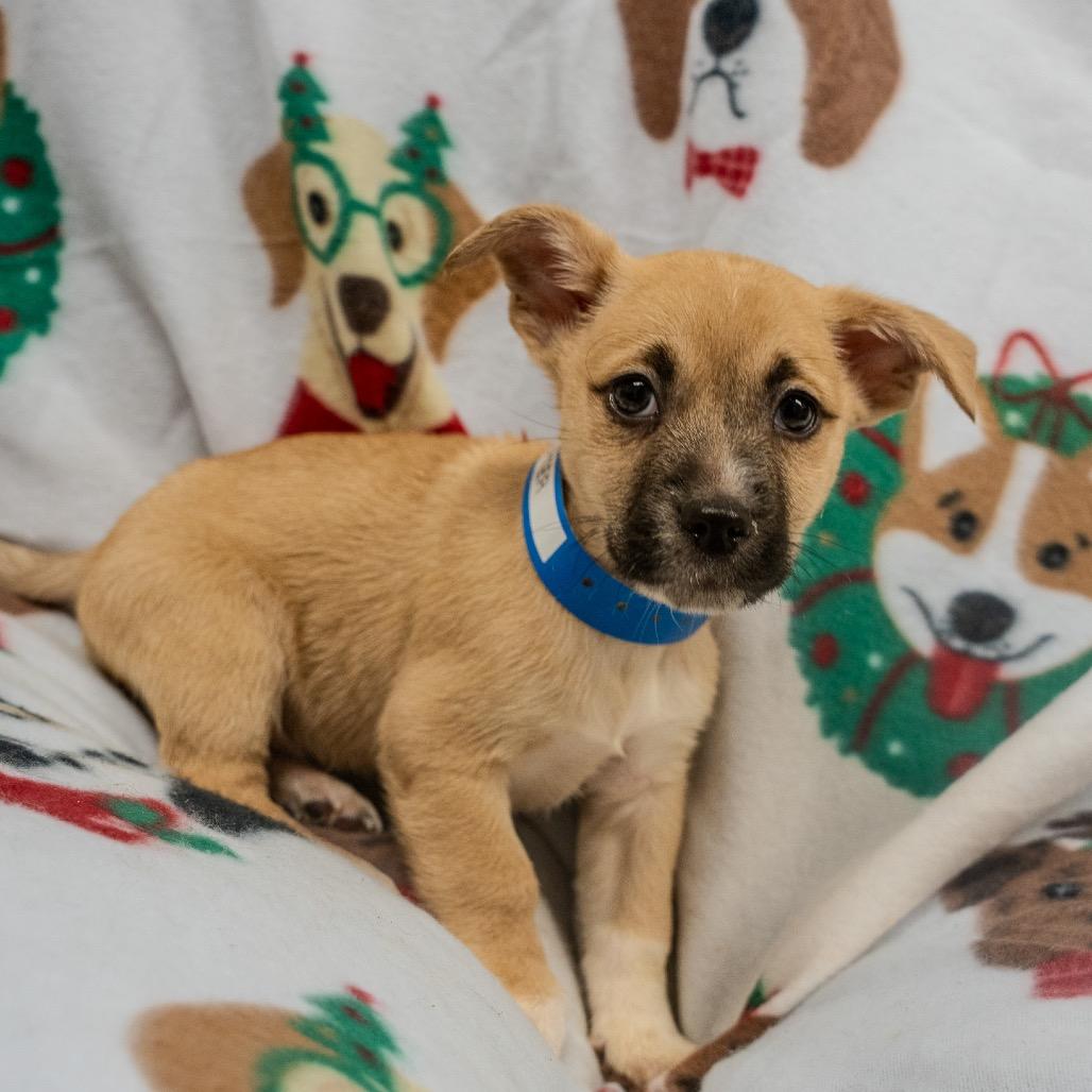 Enlarge Porter, a Adoptable mixed breed in Pawling, NY image 3/5