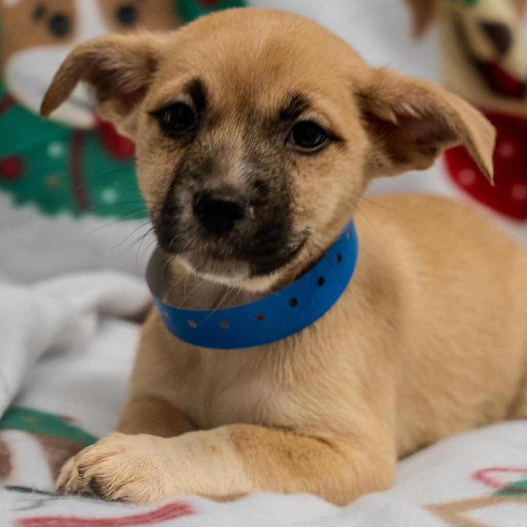 Enlarge Porter, a Adoptable mixed breed in Pawling, NY image 4/5