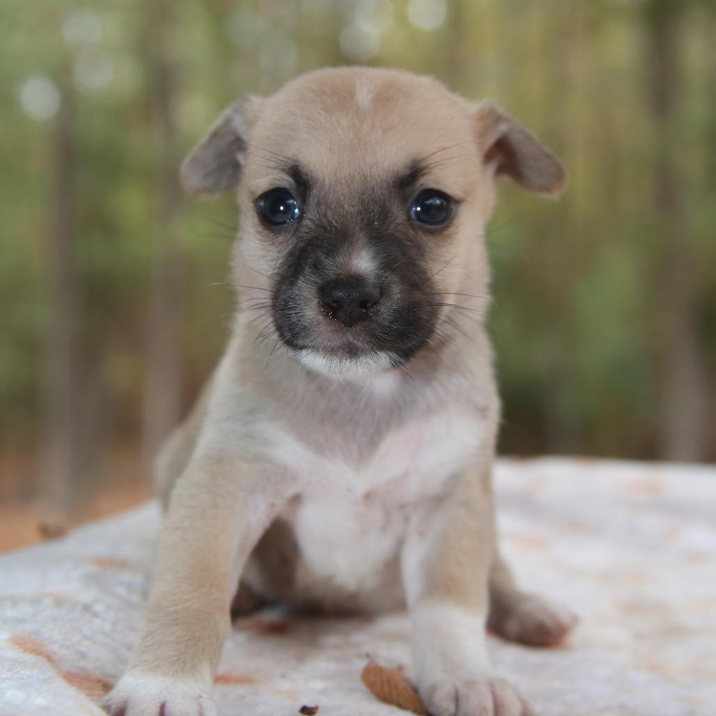 Enlarge Porter, a Adoptable mixed breed in Pawling, NY image 5/5