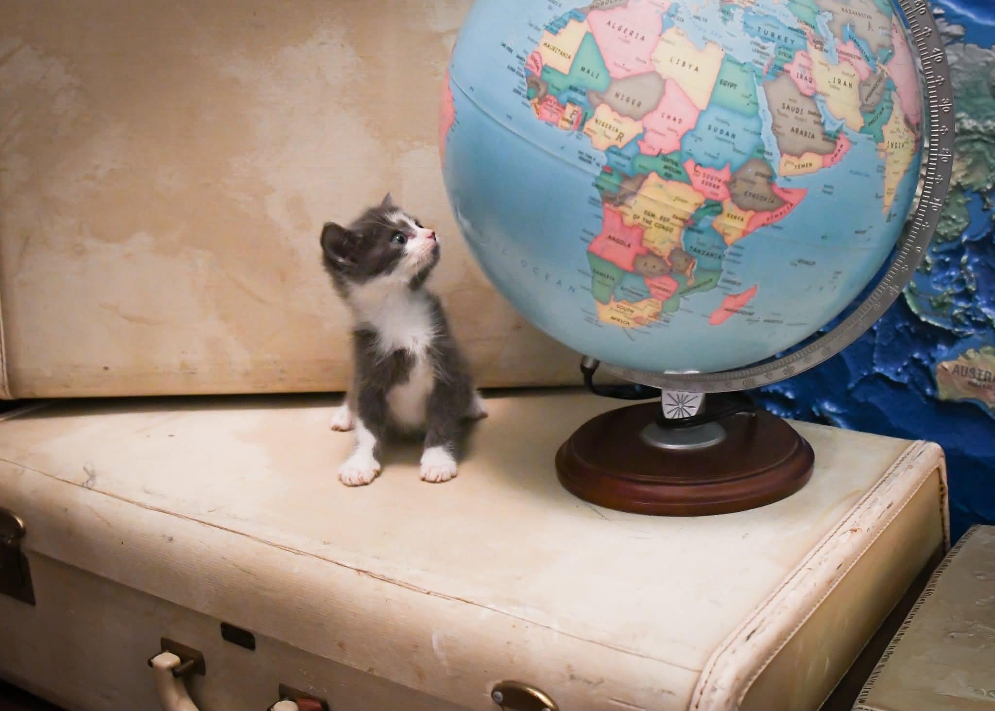 Enlarge Oslo, a Adopted Domestic Short Hair in Port Washington, WI image 2/3