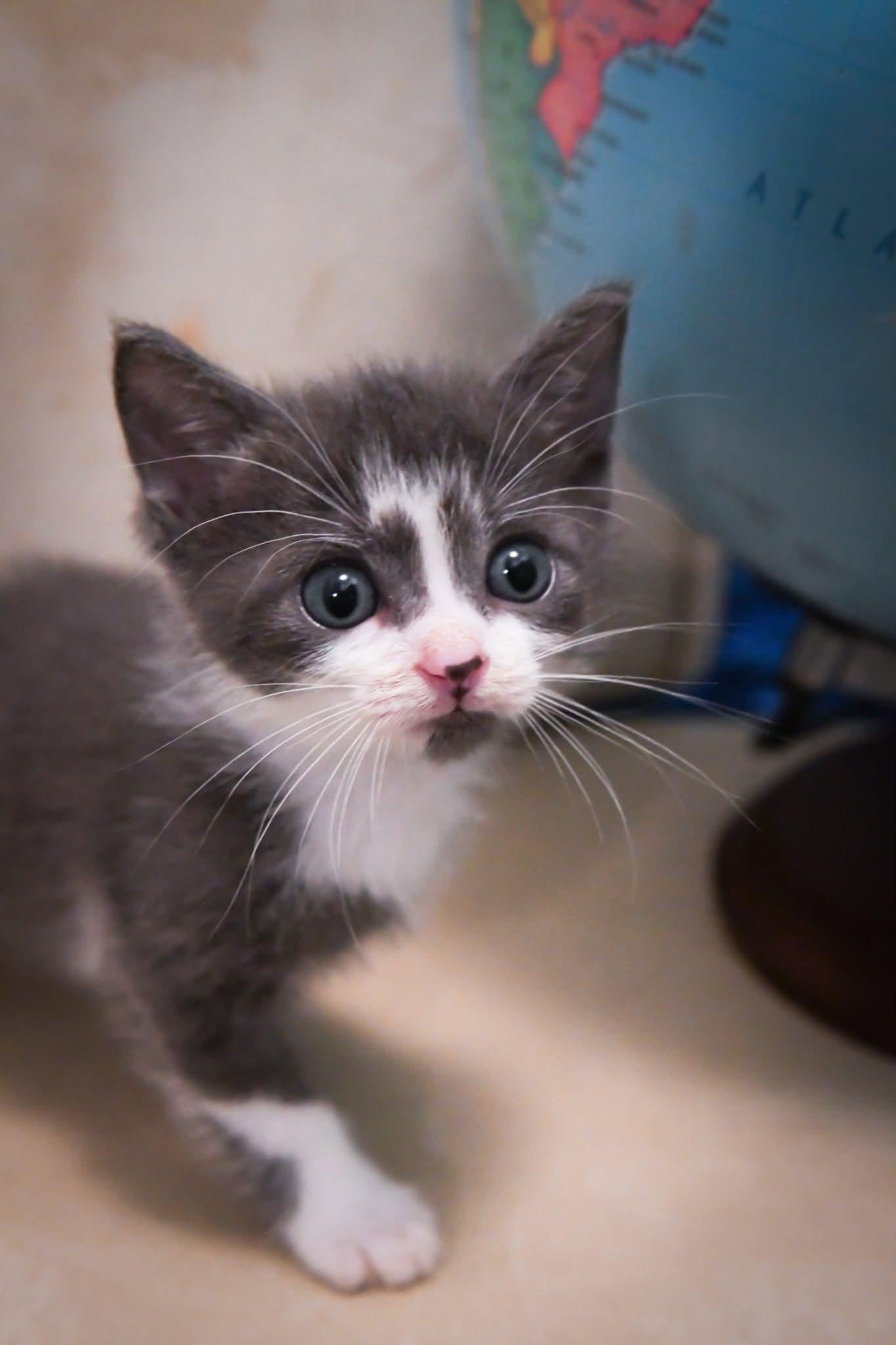 Enlarge Oslo, a Adopted Domestic Short Hair in Port Washington, WI image 3/3