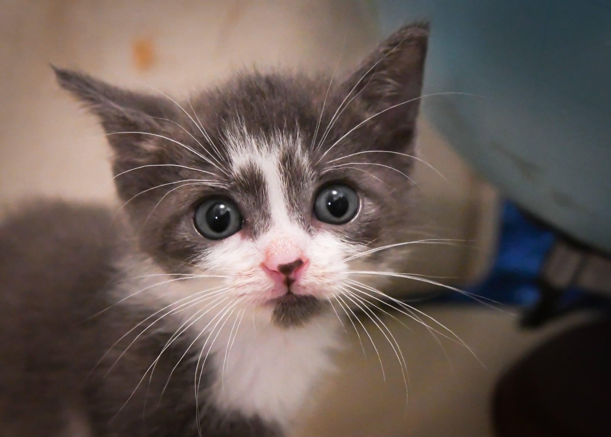 Oslo, Adopted, Kitten Male Domestic Short Hair.