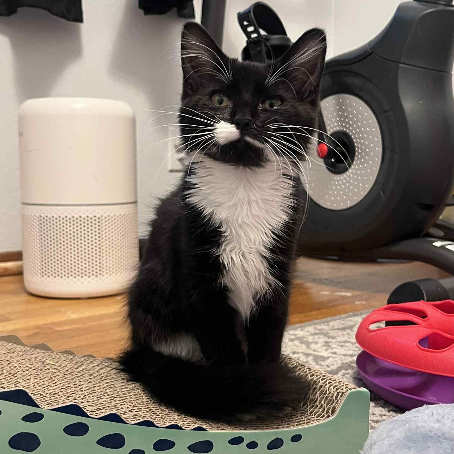 Halen, a Adoptable mixed breed in Antioch, CA image 2/4